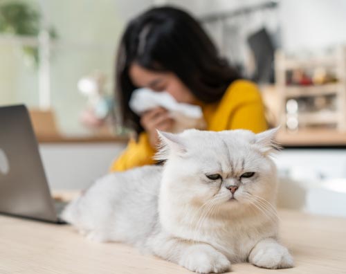 Аллергия на кота